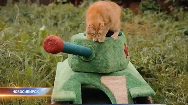 Новосибирец сделал танк для кота смотреть онлайн