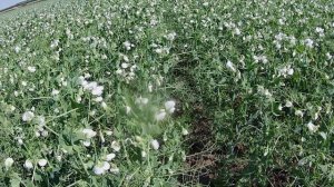 Обработка гороха от брухуса