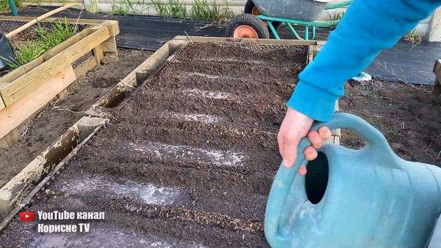 Морква зійде через 3 дні, якщо її так посіяти! смотреть онлайн