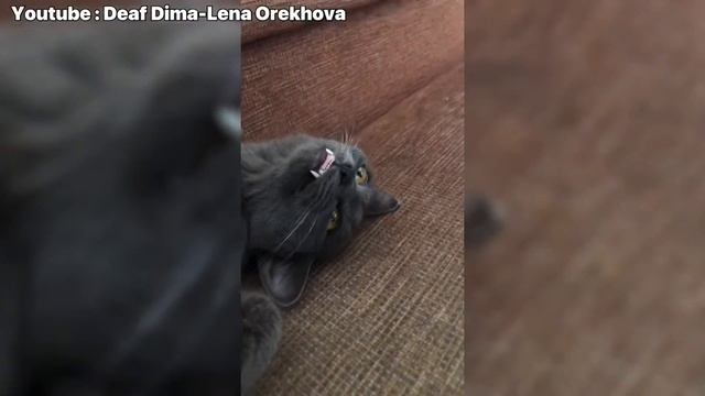 #2 Я ржал целый час/ милые котами/ Смешные кошки/ Приколы с кошками и котами/ смешные видео смотреть онлайн
