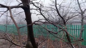 Урок по обрезке айвы