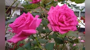 Троянда Юріанда / Rose Yurianda