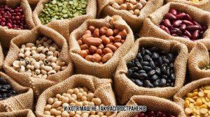 Рейтинг бобовых: какие стоит есть, а какие лучше забыт?
