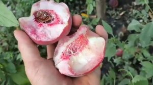 Персик Вайт Леді. Peach White Lady. Відмінна товарність і смак