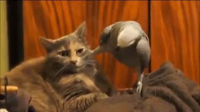 ПРИКОЛ Попугай и Кот смотреть онлайн