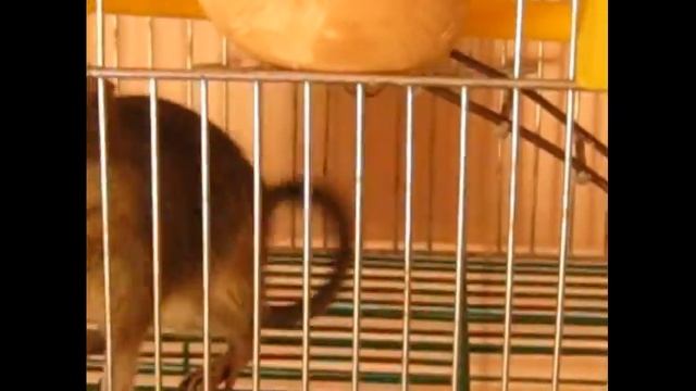 Дегу Буська прикол с яйцом. смотреть онлайн