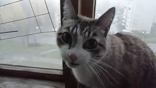 кот поймал птицу , котенок в шоке. смотреть онлайн