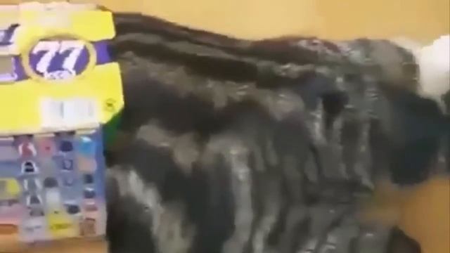 ПРИКОЛЬНЫЕ СИТУАЦИИ смотреть онлайн