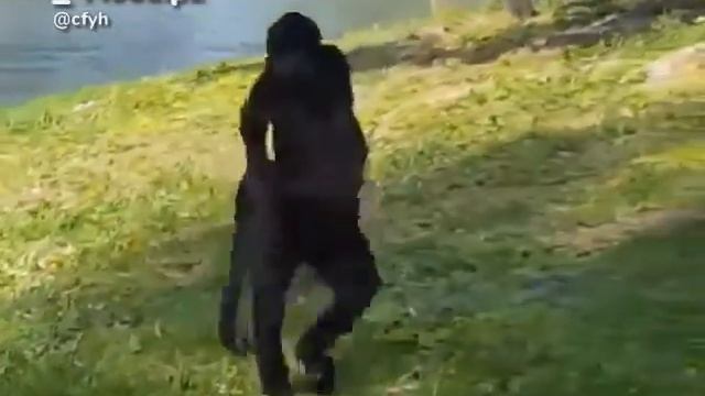 Цыганский прикол 2020 смотреть онлайн