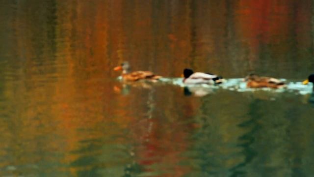 16 Amazing Facts About New York’s Central Park смотреть онлайн