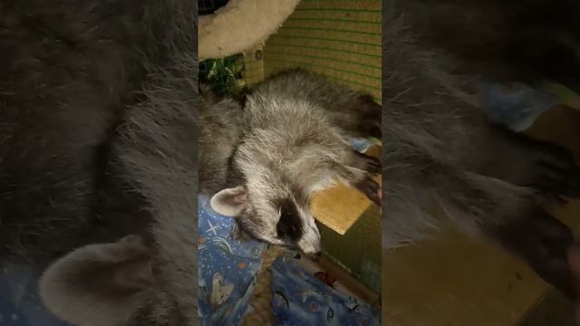 Еноты дома,ура!!!сладко замыпаем) смотреть онлайн