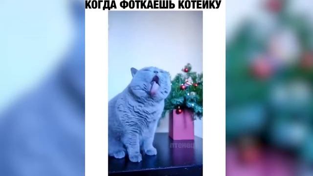 Топ подборка с кошками | Без кота и жизнь не та! | Приколы Тик Ток 2021 | #Shorts смотреть онлайн