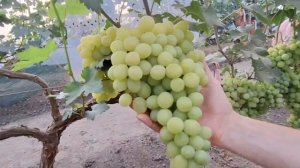 Виноград Слава Украины