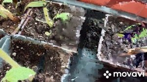 Не растёт дальше семядольных листочков томат..