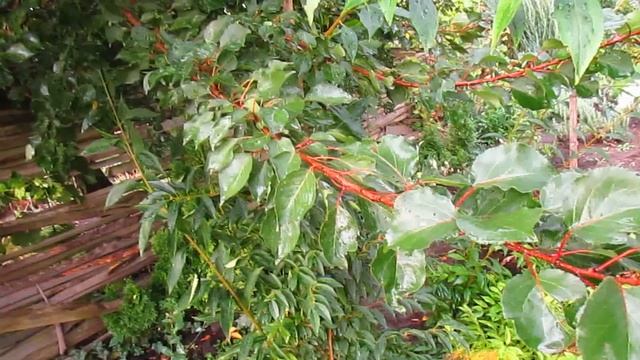 Про обрезку в сентябре.