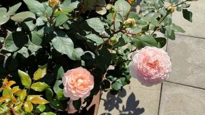 Цветение роз в Подмосковье (04.09)-Евгения, Андре Брише, М