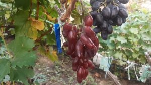 Новые, очень перспективные сорта столового винограда.