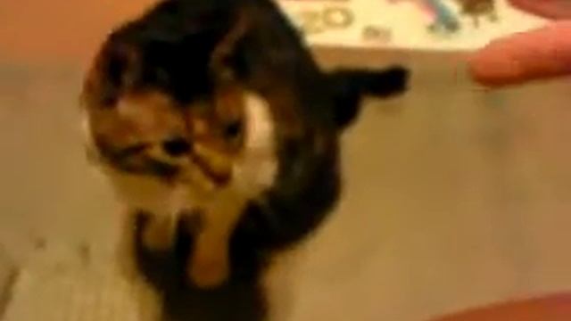 Кота убили с пальца Животные смотреть онлайн