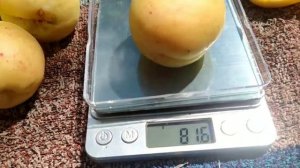 абрикос сорт Ананасный(шалах).