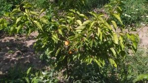 сорт абрикосу "Прінц Март".