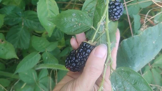 Ежевика сорта Киова .Колючая,но вкусная и крупная#ежев