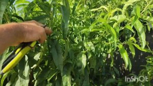 Обрезка и формировка персика летом.