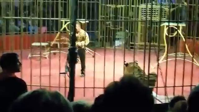 Цирк. Тигры. смотреть онлайн