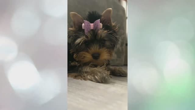 Забавная малышка Бетти - радость и позитив ! #йорк #йоркширскийтерьер смотреть онлайн