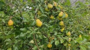 Груша Кафедральная в 2024 г.