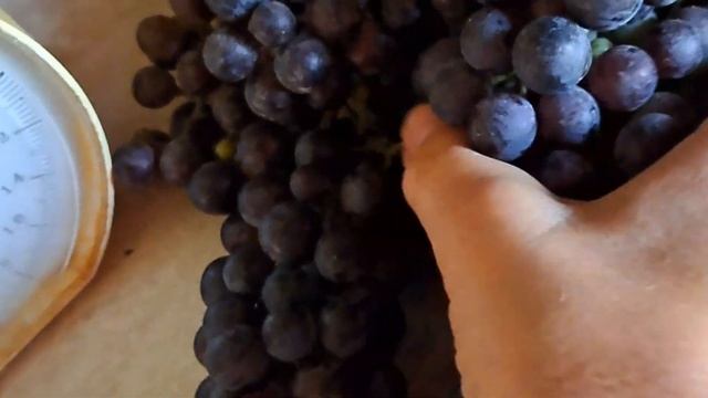 Виноград"Вечерний закат". Обзор.Отличный сорт для вина смотреть онлайн