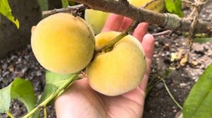 Персик Ветеран, плодоношение 2024 года.