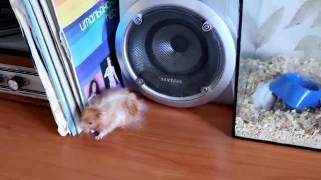 ОТВЕТЫ НА ВОПРОСЫ ЧАСТЬ 2 / КАК ПОЖЕНИТЬ ХОМЯЧКОВ РОБОРОВСКОГО? / Я ХОЧУ МОРСКУЮ СВИНКУ смотреть онлайн