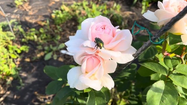 Роза Леди Гарденер (The Lady Gardener) David Austin Великобритания, 2 смотреть онлайн