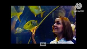 0968 сборник рекламных роликов 22 декабря 2025 года