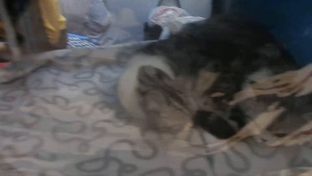 Международная выставка кошек-2019 смотреть онлайн