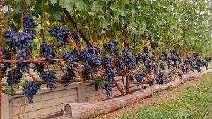 виноград Велика