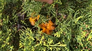 Красивый цветочек ? Конечно . И очень опасный. Пришлось делать выбор.