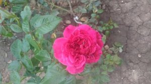 Чайно гибридная роза 🌹 Сурир де Довиль. 08.09.2024г.