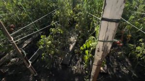 Обязательно ли ПОДВЯЗЫВАТЬ ТОМАТЫ?