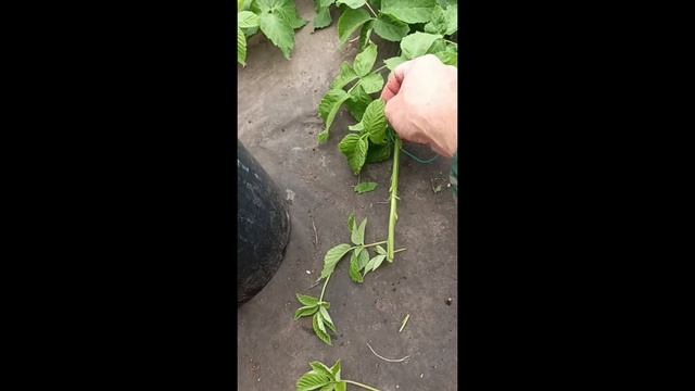 Размножаю головами ежевику Коламбия Гиант