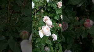 Роза ЭШ Венздей 18.05.24