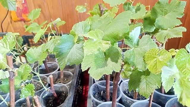 РЕЗУЛЬТАТЫ ЧЕРЕНКОВАНИЯ ВИНОГРАДА. 10.АПРЕЛЯ 2025Г. смотреть онлайн