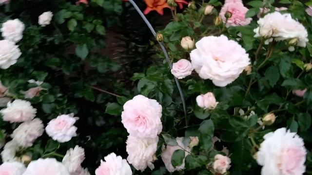 Пышное цветение! Герцогиня Кристиана и другие красотк