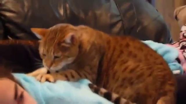 Кот массажист смотреть онлайн