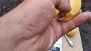 Абрикос НЖА-19.