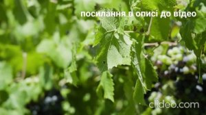 Фунігцид Фалькон для винограду