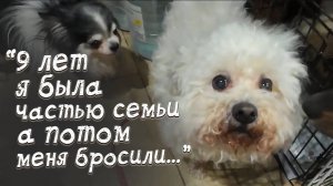 Они отдали первым встречным собаку. Почему она стала им не нужна?