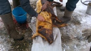 Опаливаем и разделываем поросенка ч 2
