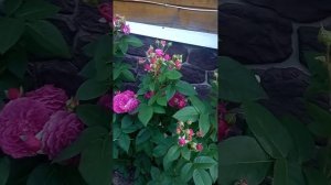 Цветет роза Перп Лодж