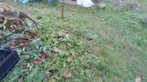 ежевика Глория.23.10.24,.двухлетка.мои впечатления о сорт?